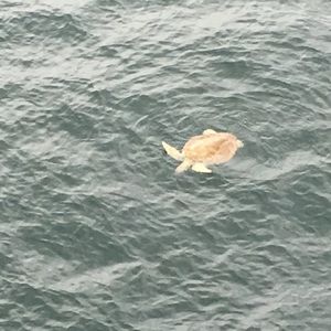 Meet your Posher, Misty